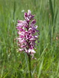 Soldaatje x Aapjesorchis - Orchis x beyrichii [O. militaris x O. simia]